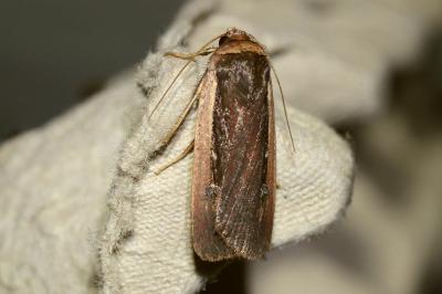 <i>Ochropleura leucogaster</i>