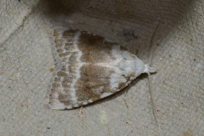 <i>Meganola albula</i>