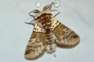 <i>Furcula furcula</i>