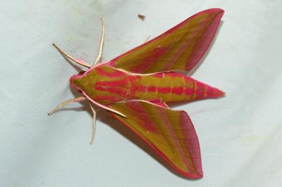 <i>Deilephila elpenor</i>