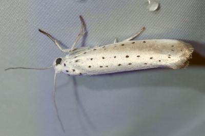 <i>Yponomeuta rorrella</i>