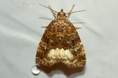 <i>Deltote pygarga</i>