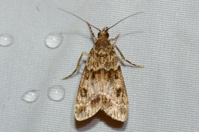 <i>Eudonia mercurella</i>