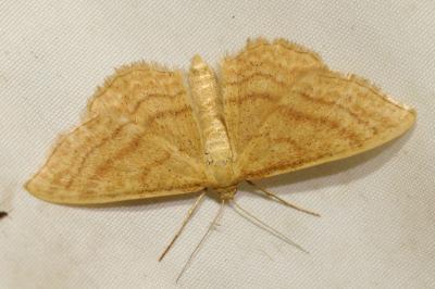 <i>Idaea ochrata</i>