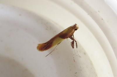 <i>Caloptilia robustella</i>