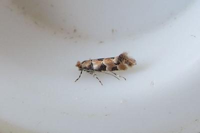 <i>Phyllonorycter trifasciella</i>