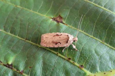 <i>Agonopterix ocellana</i>
