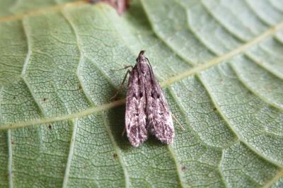 <i>Dichomeris alacella</i>
