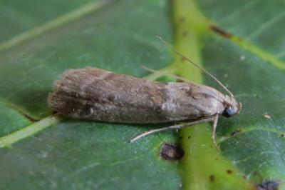 <i>Acrobasis consociella</i>