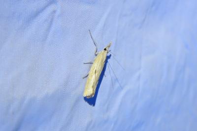 <i>Agriphila inquinatella</i>