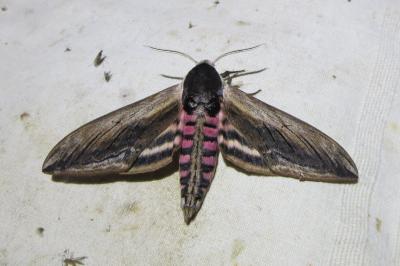 <i>Sphinx ligustri</i>
