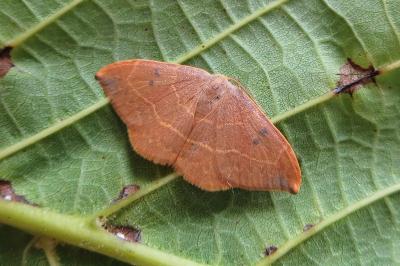 <i>Watsonalla uncinula</i>