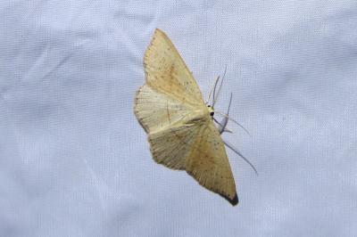 <i>Cyclophora punctaria</i>