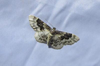 <i>Idaea rusticata</i>