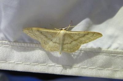 <i>Idaea deversaria</i>