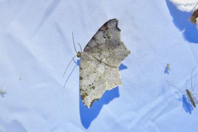 <i>Macaria alternata</i>