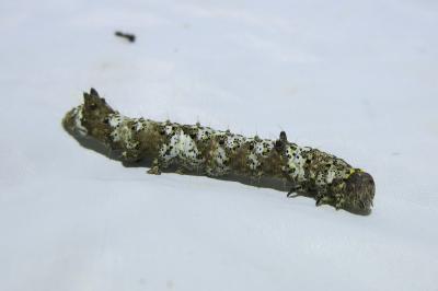 <i>Catephia alchymista</i>