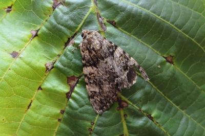 <i>Catocala promissa</i>