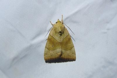 <i>Cosmia trapezina</i>