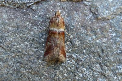 <i>Acrobasis tumidana</i>