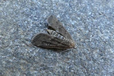 <i>Parapoynx stratiotata</i>