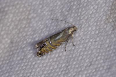 <i>Glyphipterix thrasonella</i>