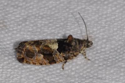 <i>Eudemis profundana</i>
