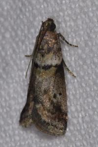 <i>Acrobasis consociella</i>