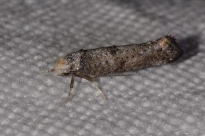 <i>Paraswammerdamia nebulella</i>