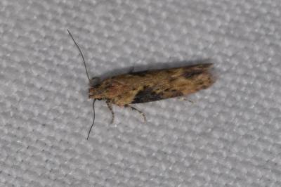 <i>Scrobipalpa costella</i>