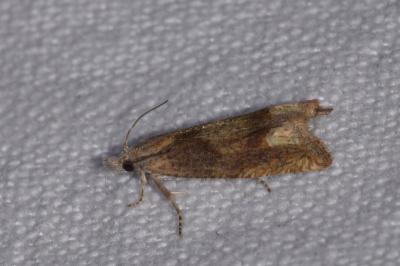 <i>Eucosma conterminana</i>