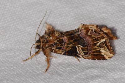 <i>Callopistria juventina</i>