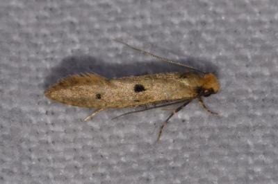 <i>Tinea trinotella</i>