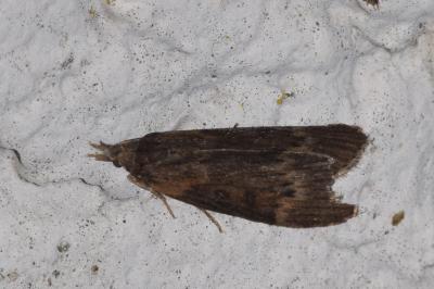 <i>Lamoria anella</i>