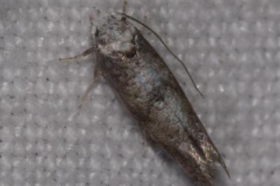 <i>Swammerdamia caesiella</i>