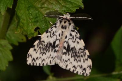 <i>Lymantria monacha</i>