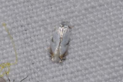 <i>Pseudopostega crepusculella</i>