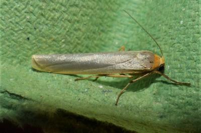 <i>Eilema caniola</i>