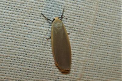 <i>Collita griseola</i>