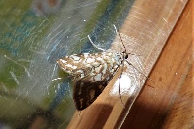 <i>Elophila nymphaeata</i>