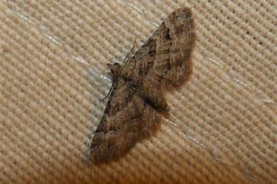 <i>Gymnoscelis rufifasciata</i>