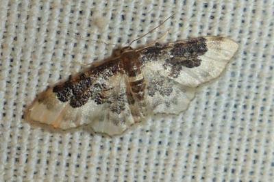 <i>Idaea rusticata</i>
