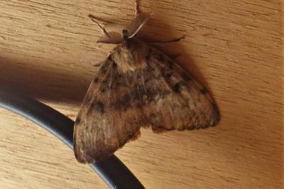 <i>Lymantria dispar</i>