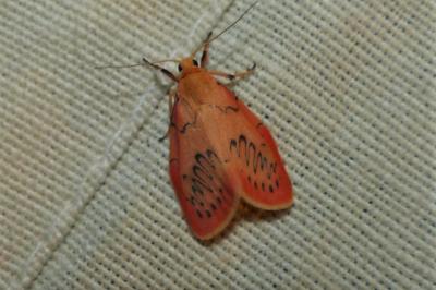 <i>Miltochrista miniata</i>