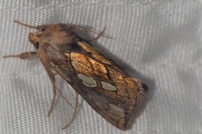 <i>Plusia festucae</i>