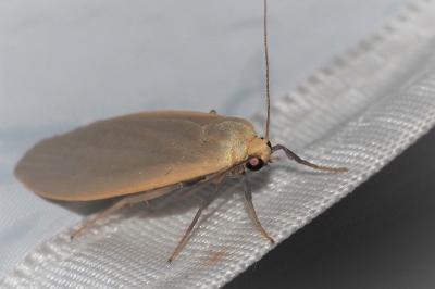 <i>Collita griseola</i>