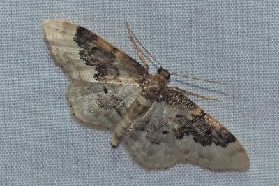 <i>Idaea rusticata</i>