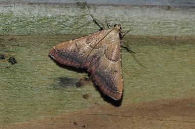 <i>Endotricha flammealis</i>