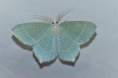 <i>Jodis lactearia</i>