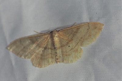 <i>Idaea degeneraria</i>